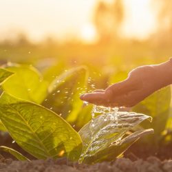 mao-de-fazendeiro-dando-agua-para-jovem-arvore-de-tabaco-no-campo-na-hora-do-por-do-sol-conceito-de-planta-de-crescimento-agricola (1)